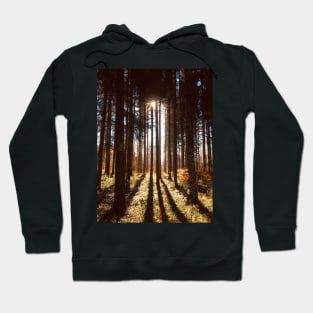 Sunlight filtering through trees Hoodie